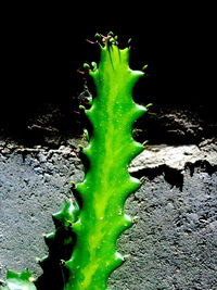 Close-up of leaf against black background
