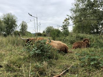 View of sheep on field