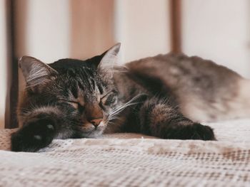 Close-up of cat resting on bed at home