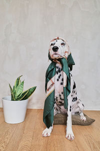 View of a dog sitting on floor against wall