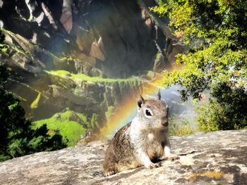 View of an animal on rock
