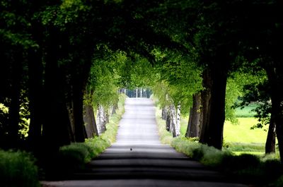 Footpath amidst trees in forest