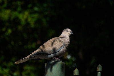 Close-up of bird perching