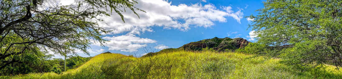 Panoramic view of trees on field against sky