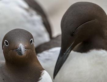 Portrait of young birds