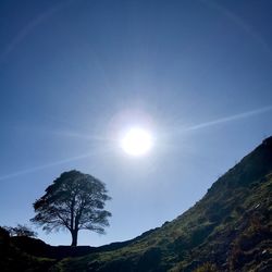 Low angle view of trees against sky