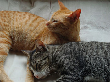 High angle view of cats lying on bed