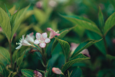 Close-up of pink flowering plant