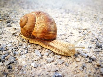 Close-up of snail on land