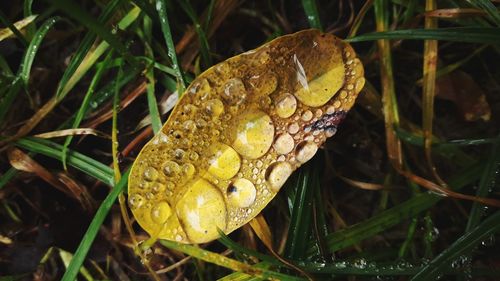 Close-up of insect on leaf
