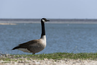 Bird on the beach