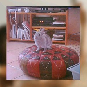 animal themes