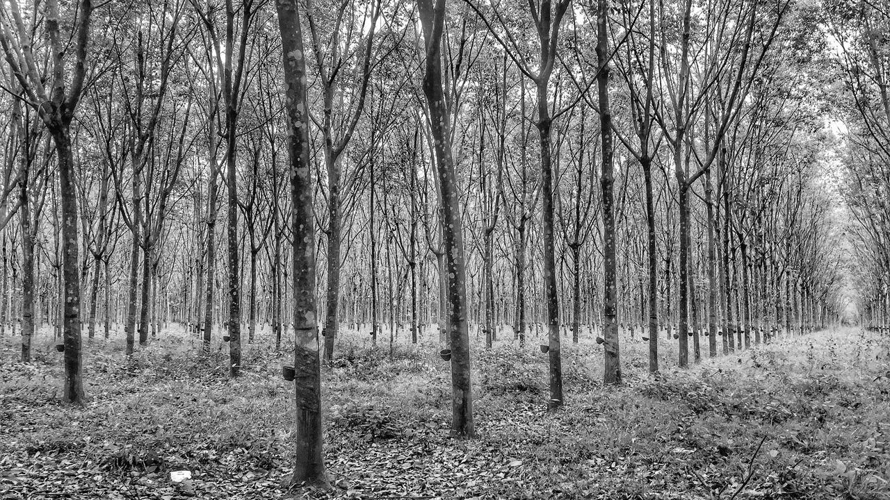 tree, full frame, no people, nature, day, backgrounds, outdoors, growth, close-up, bamboo grove, sky