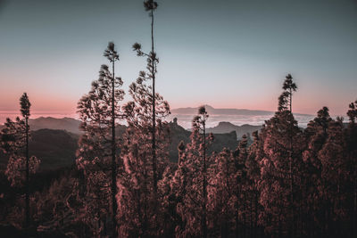 Plants growing on land against sky during sunset