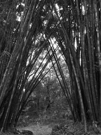 Full frame shot of trees in forest