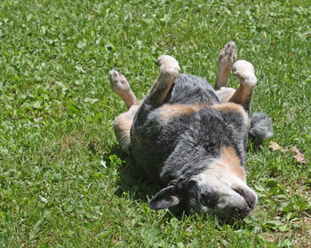 Close-up of dog lying on grass