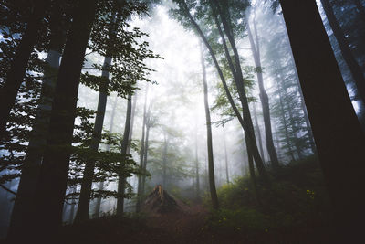 Low angle view of trees in forest