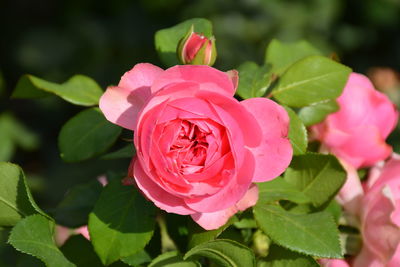 Close-up of pink rose blooming outdoors