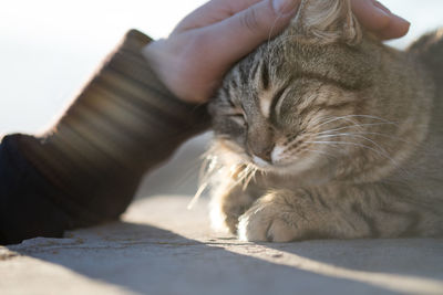 Close-up of cat sleeping