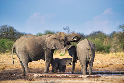 Elephant family taking care of young calf at drinking pool in etosha, namibia