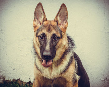 Close-up portrait of a dog