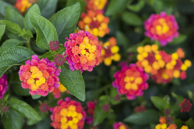 Close-up of pink flowering plants