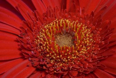 Full frame shot of red flower blooming outdoors