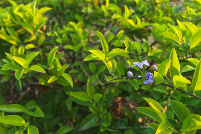Close-up of flowering plants on field