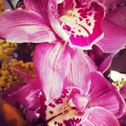 Close-up of pink flowers blooming outdoors