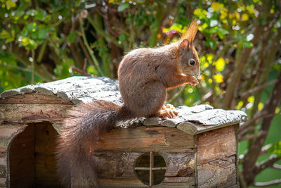 Close-up of squirrel sitting on wood