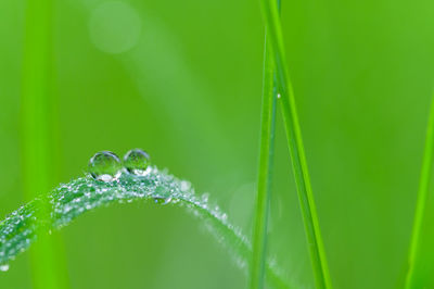 Close-up of wet grass