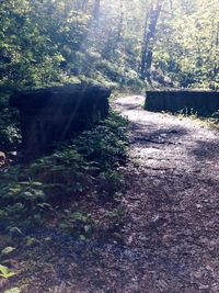 Footpath amidst trees