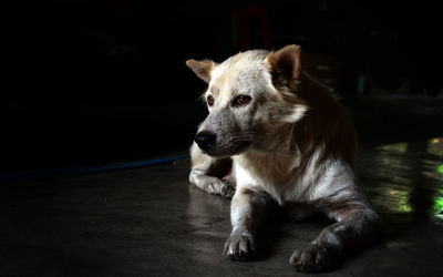 Close-up of dog looking away while sitting on floor