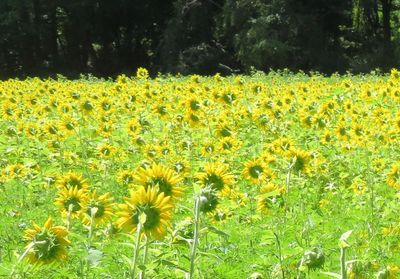 Yellow flowers blooming on field