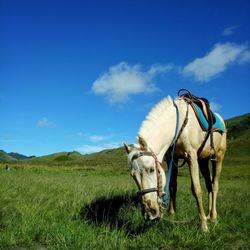 Horse in a field