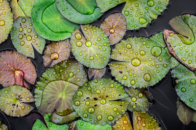 High angle view of leaves in water