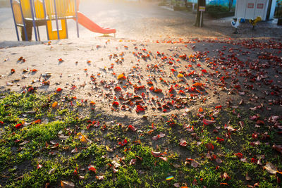 Various autumn leaves