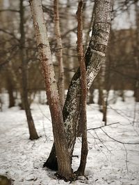 Close-up of tree trunk during winter