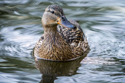 Close up of a swimming duck  in lake