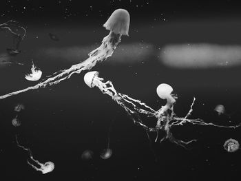 Close-up of jellyfish swimming in sea