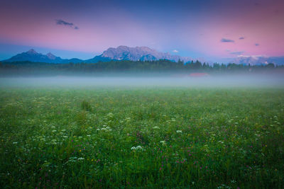 Scenic view of field against sky