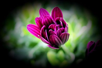 Close-up of pink crocus flower