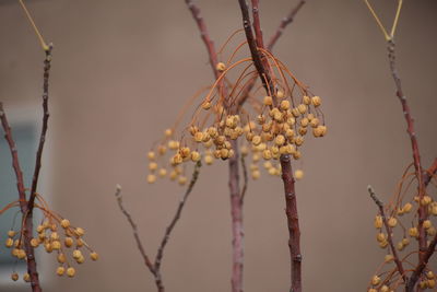 Close-up of flowers on branch