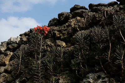 Low angle view of plants against sky