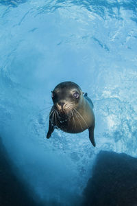 Sea lion swimming under sea