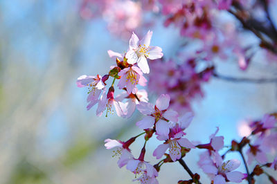 Close-up of peach blossoms in spring