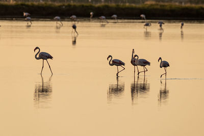Flamingos  in lake