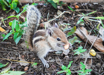High angle view of lizard on field