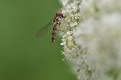Close-up of butterfly pollinating on flower