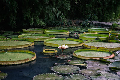 Water lily leaves floating on pond